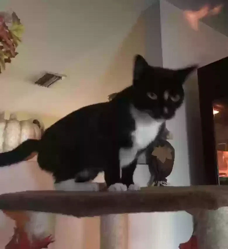 Lost cat in Saint Petersburg, FL, 33708
