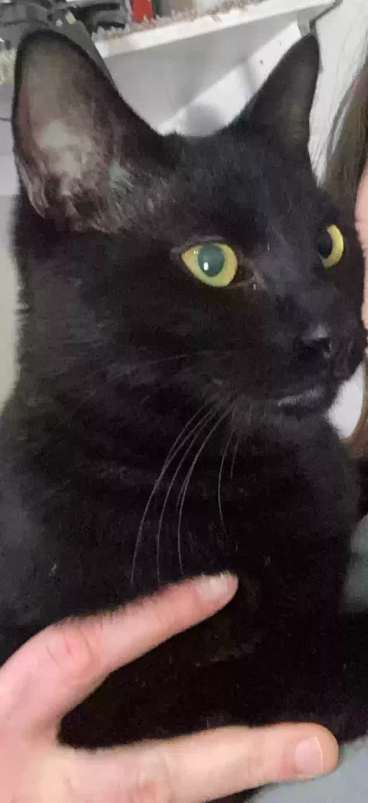 Lost cat in Fort Worth, TX, 76116