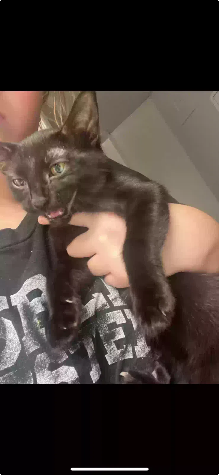 Lost cat in Fort Worth, TX, 76116
