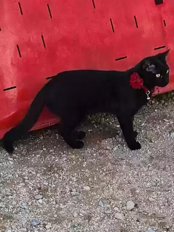 Lost cat in Quartzsite, AZ, 85346
