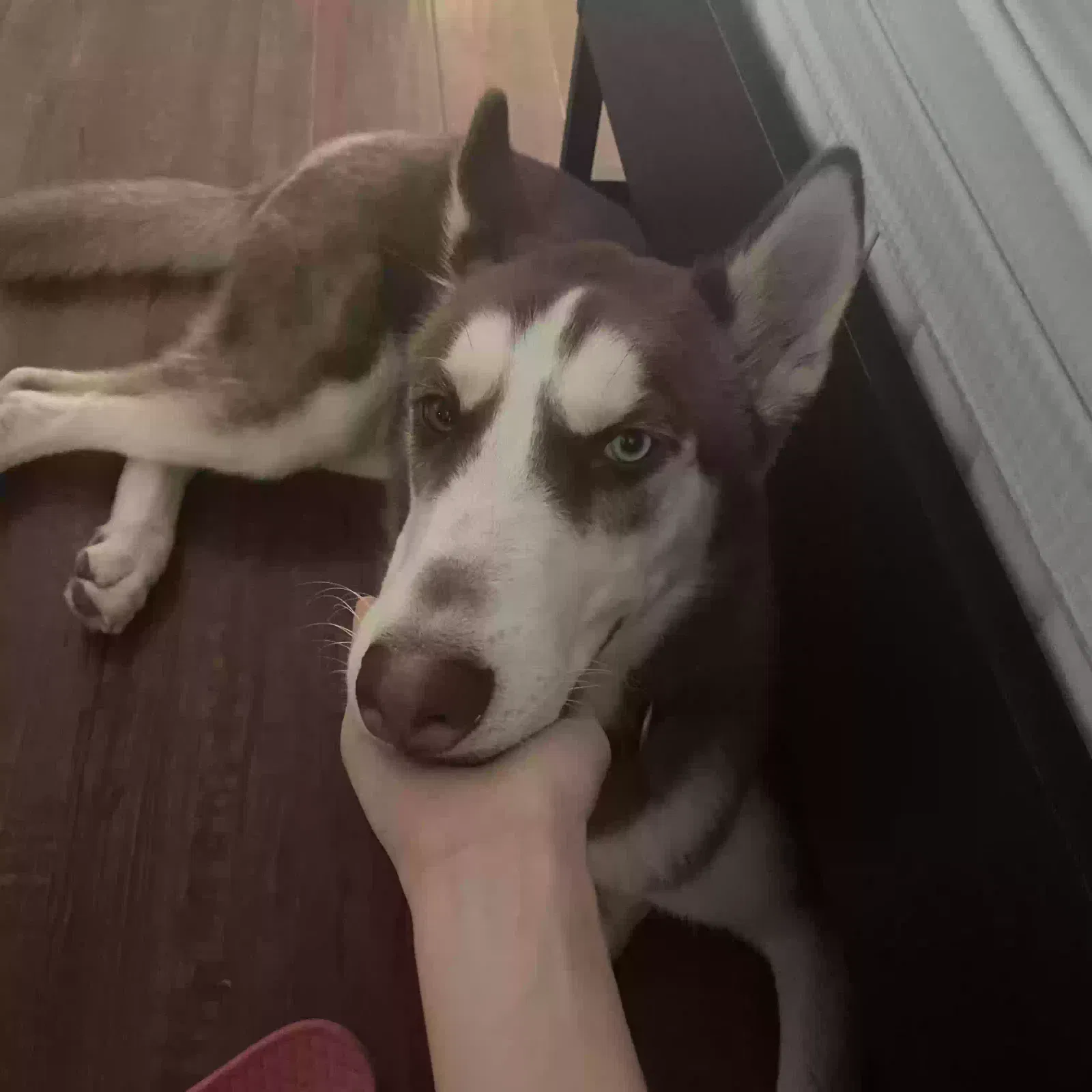 Lost dog in Walnut, CA, 91789