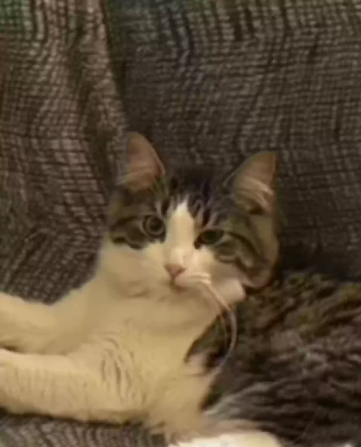 Lost cat in Oswego, IL, 60543