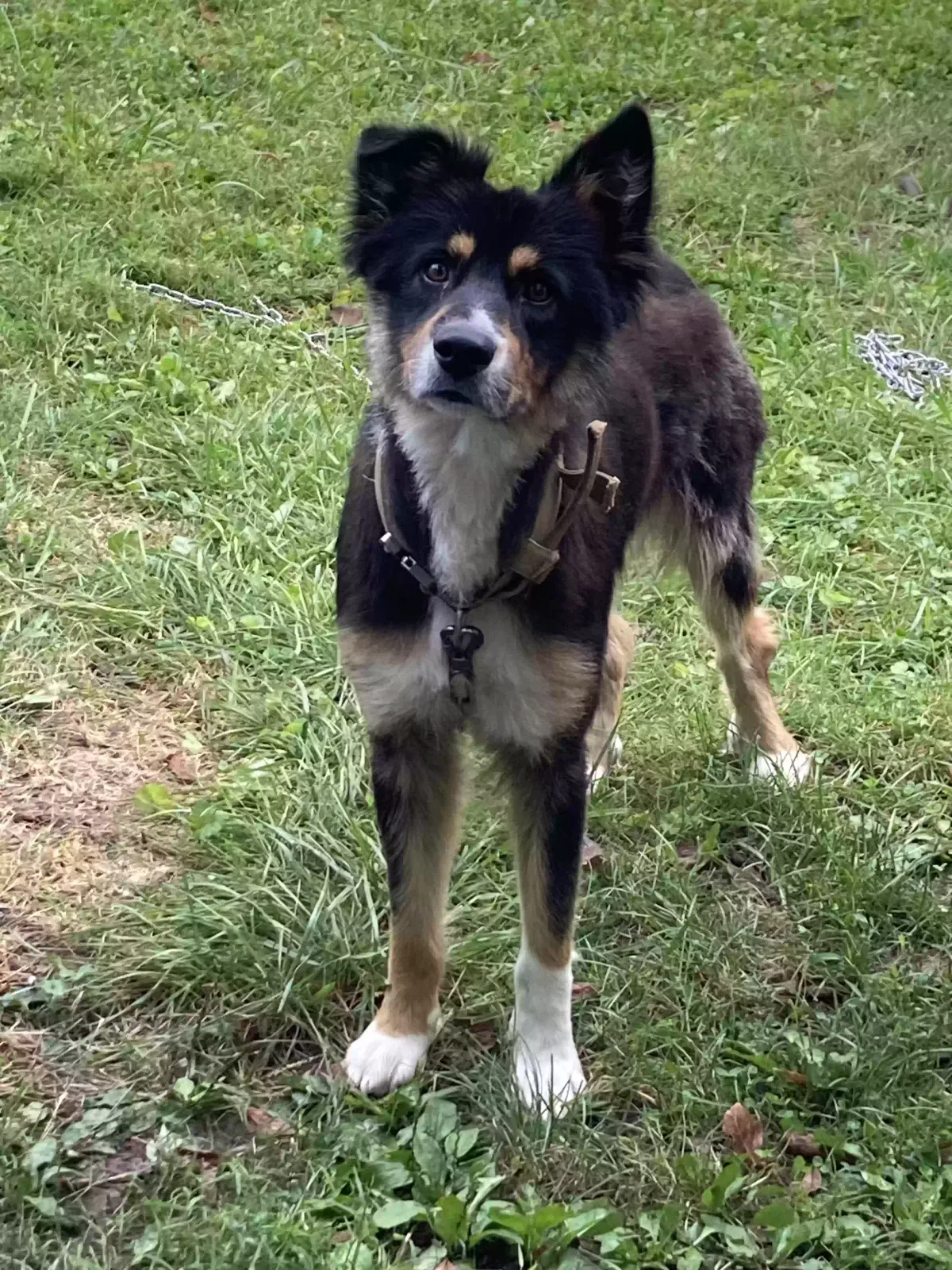 Found dog in Indianapolis, IN, 46222