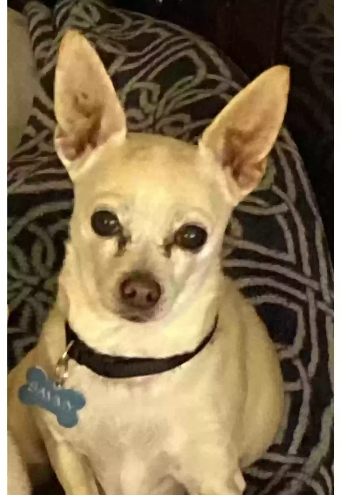 Lost dog in San Marcos, CA, 92078