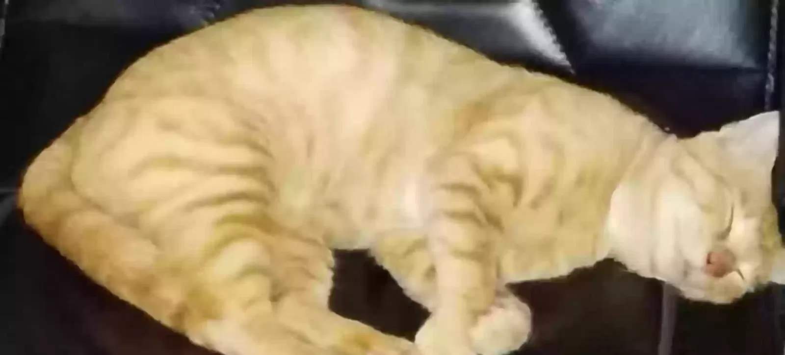 Lost cat in Clute, TX, 77531