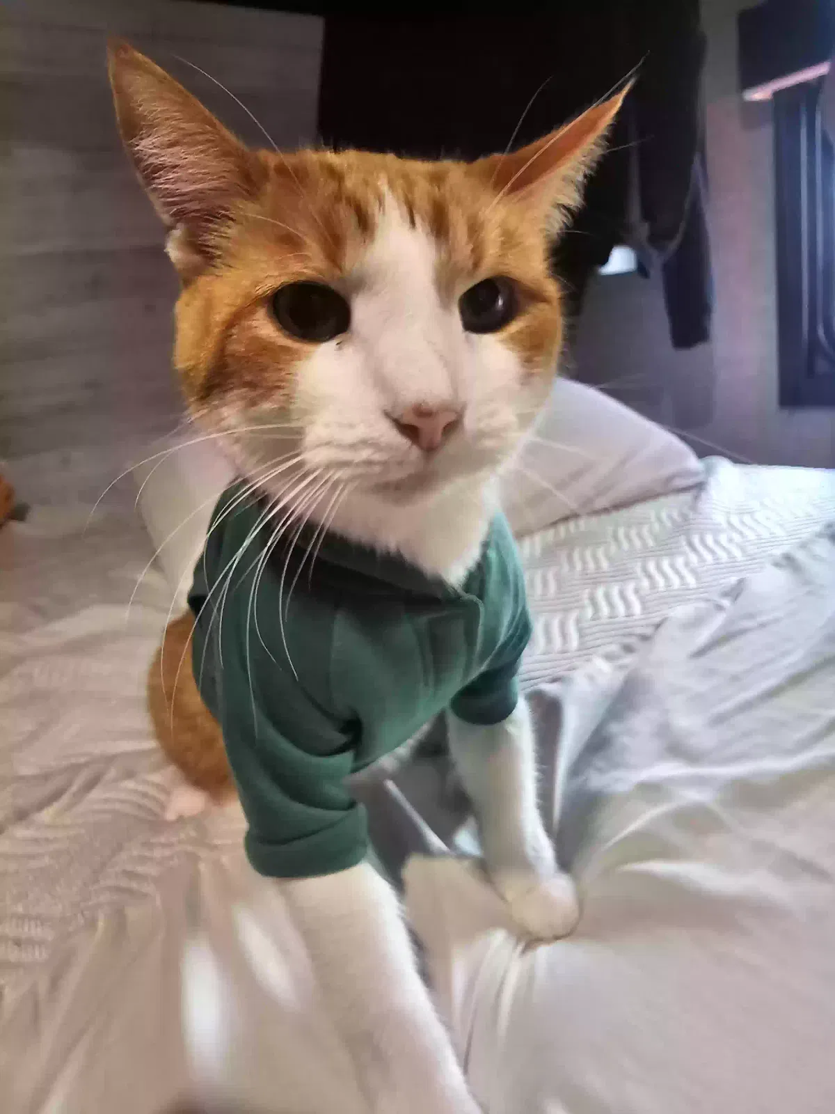 Lost cat in Easton, KS, 66020