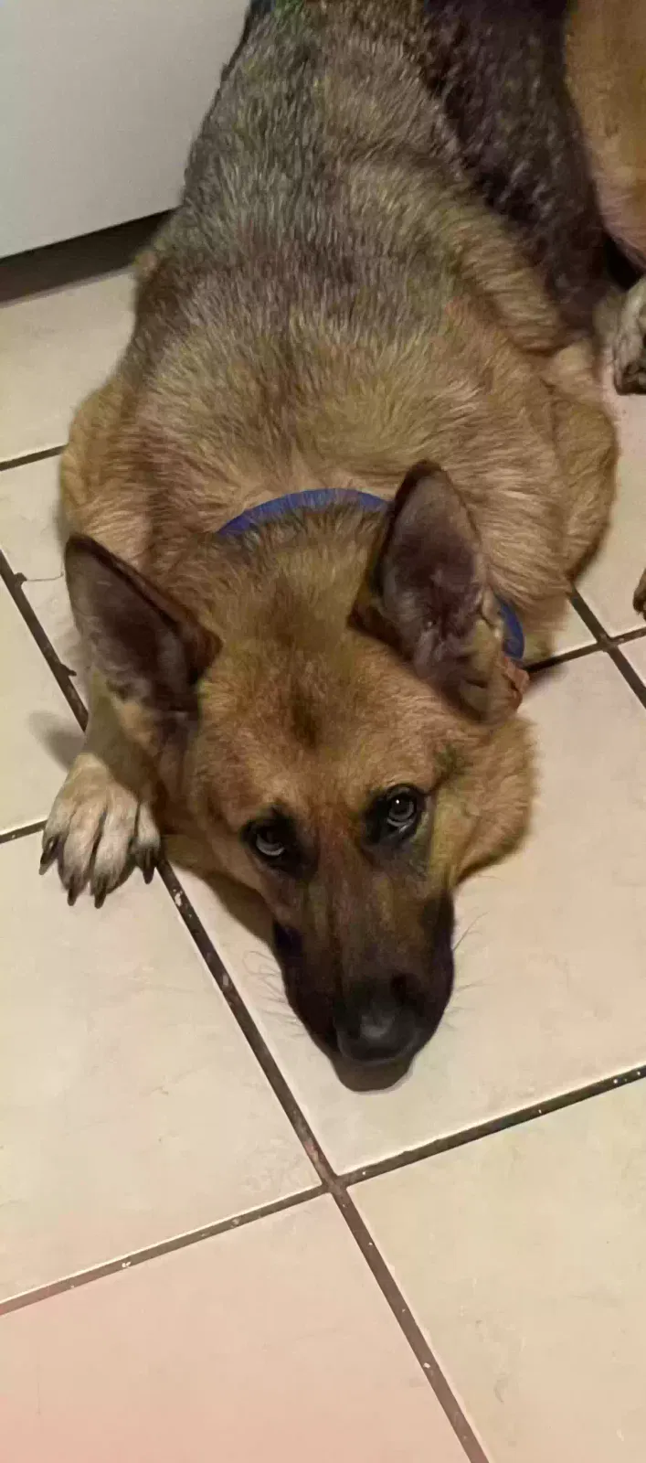 Lost dog in New Orleans, LA, 70122