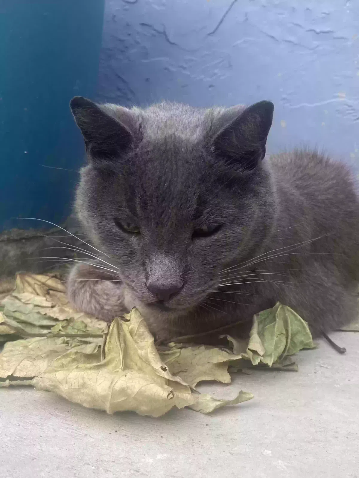 Lost cat in Lakewood, CA, 90712
