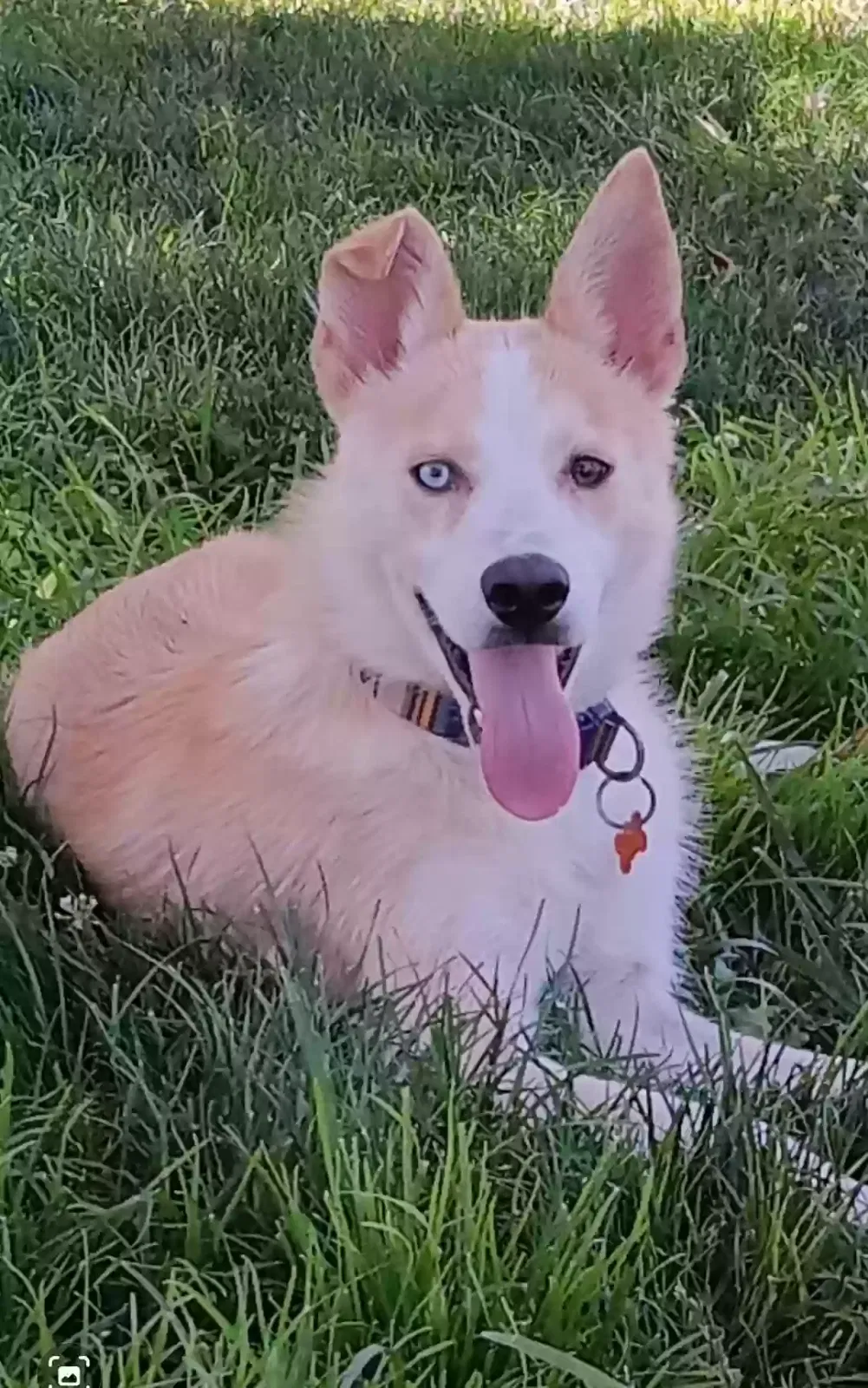 Lost dog in Banning, CA, 92220