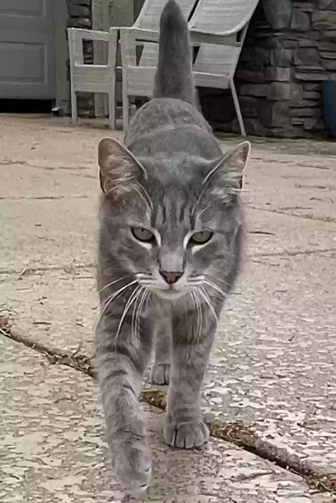 Lost cat in Surprise, AZ, 85374