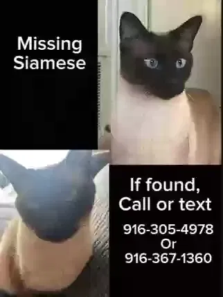 Lost cat in Citrus Heights, CA, 95610