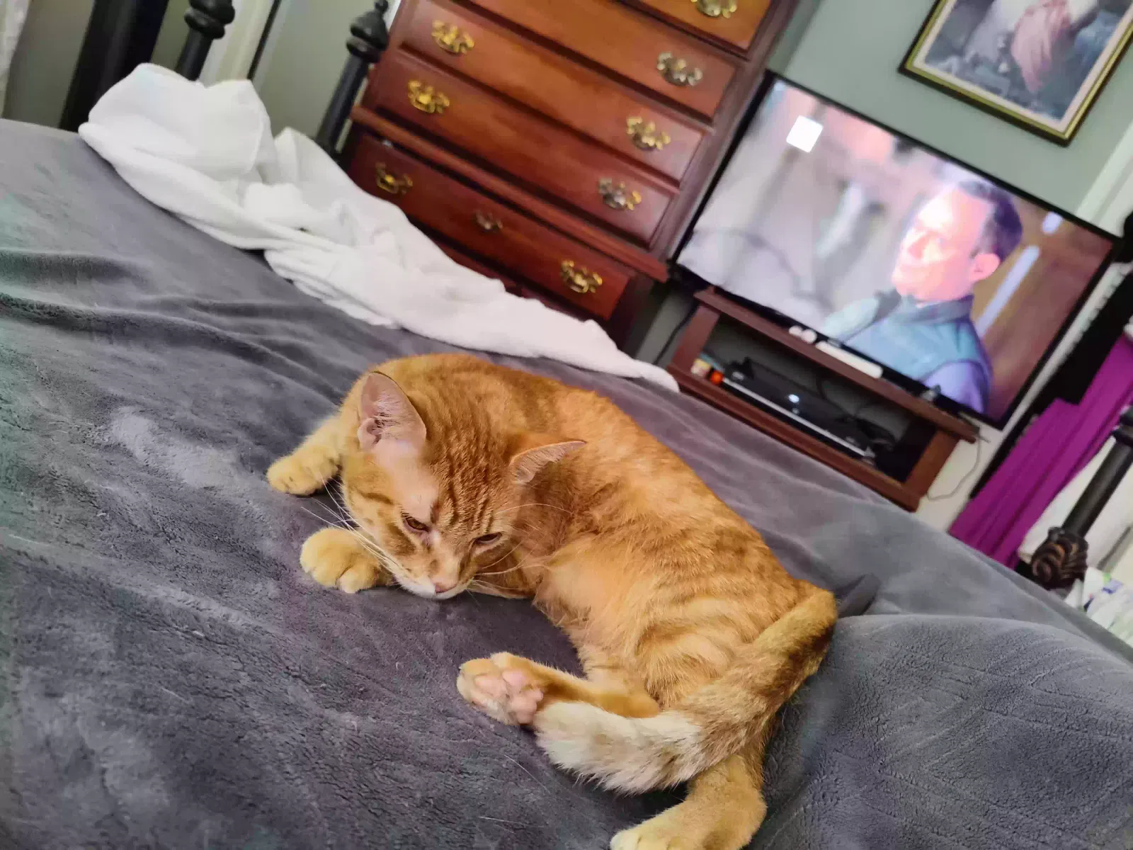 Lost cat in Lake Worth, FL, 33461