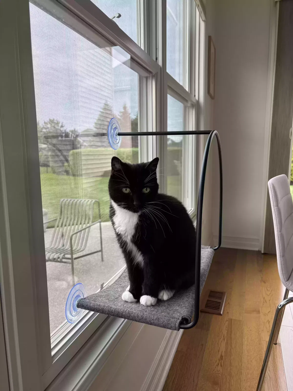 Lost cat in Buffalo, NY, 14214