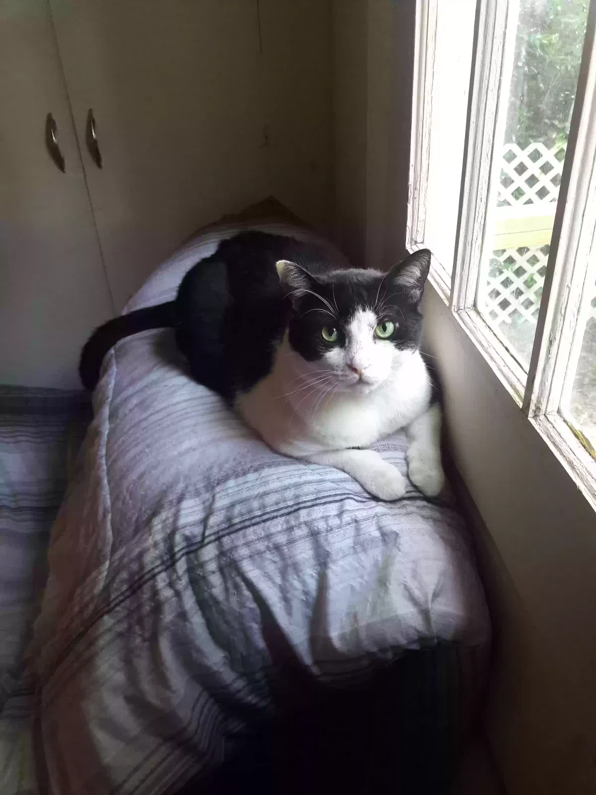 Lost cat in Andalusia, AL, 36421