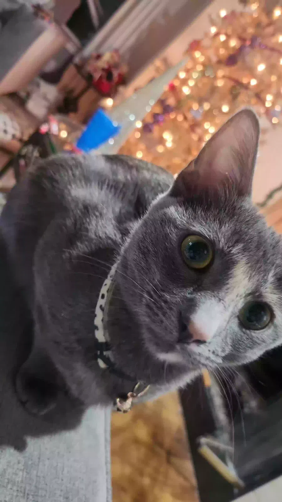 Lost cat in Aurora, CO, 80017