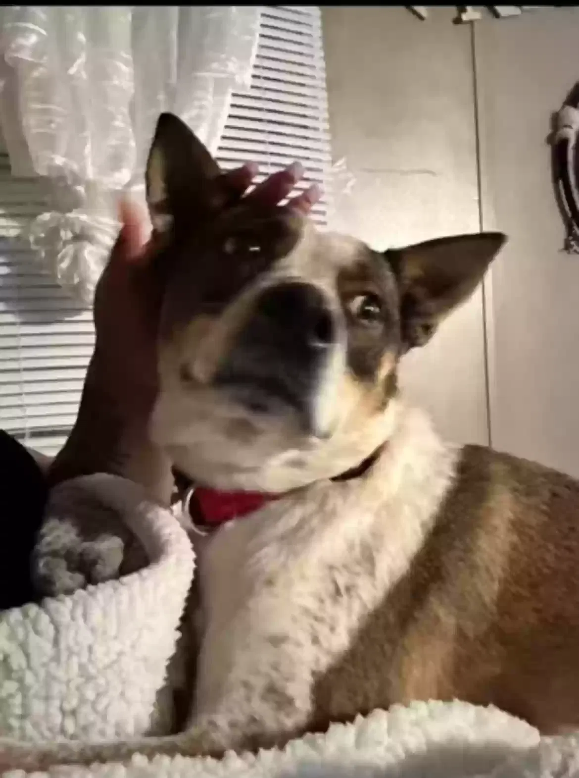 Lost dog in Florence, SC, 29501