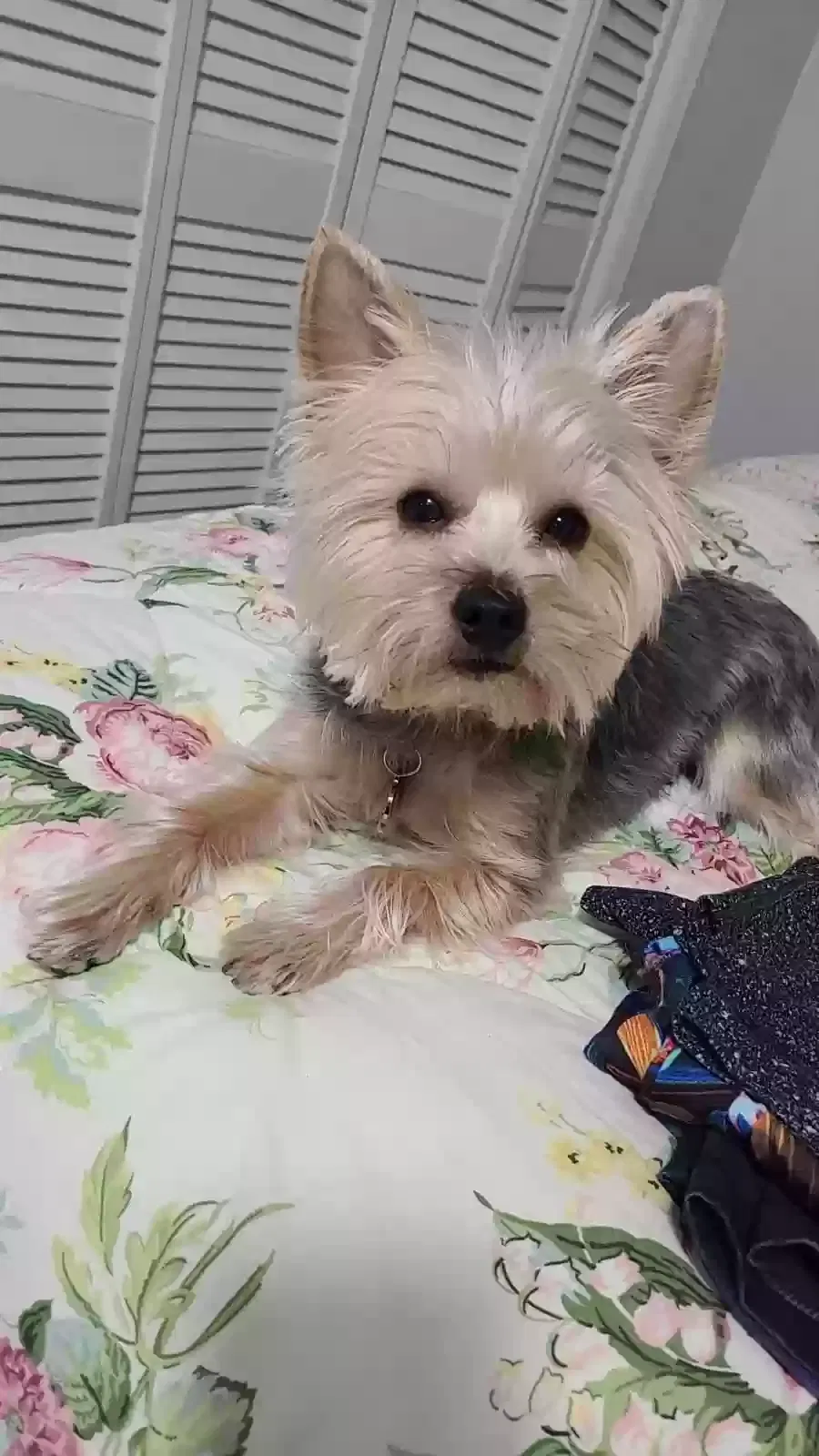 Lost dog in Birmingham, AL, 35244