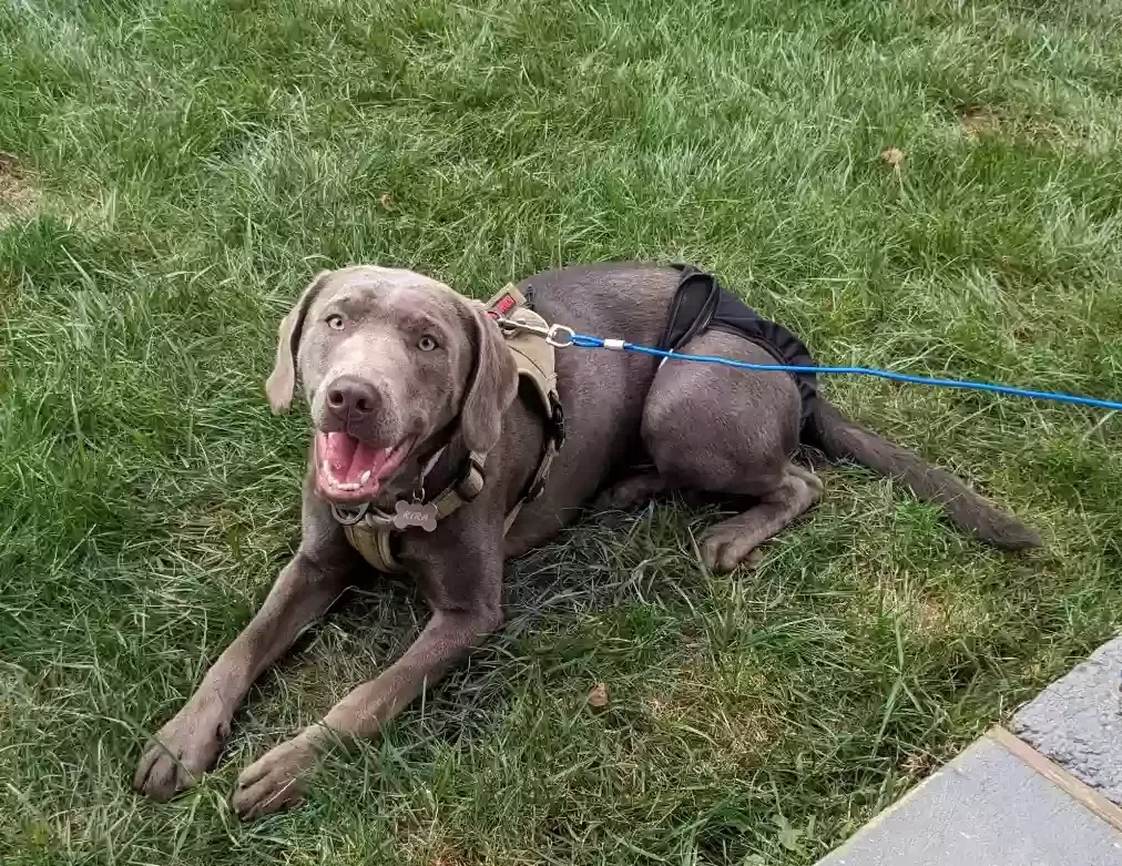 Lost dog in Temple, PA, 19560