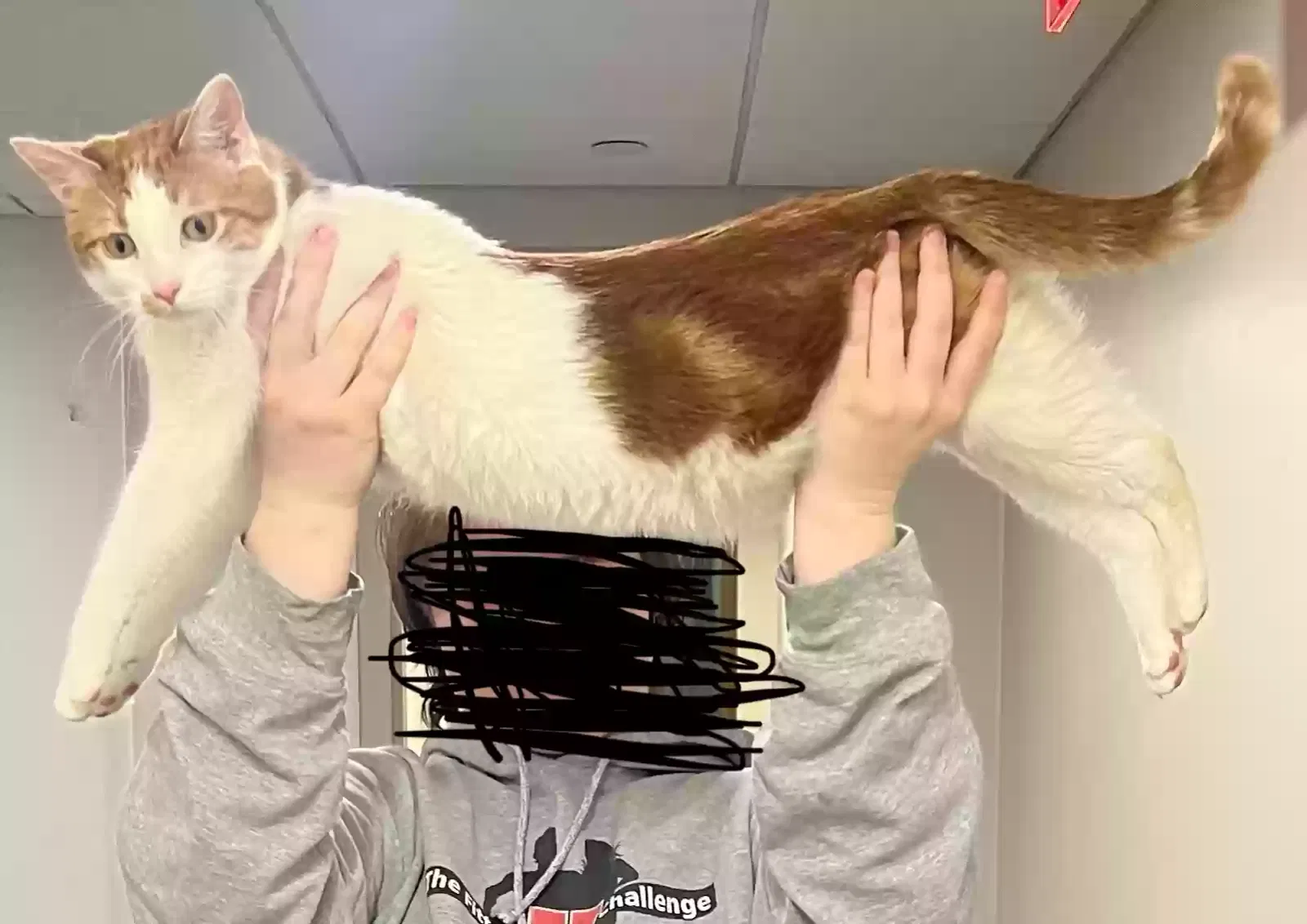 Lost cat in Swarthmore, PA, 19081