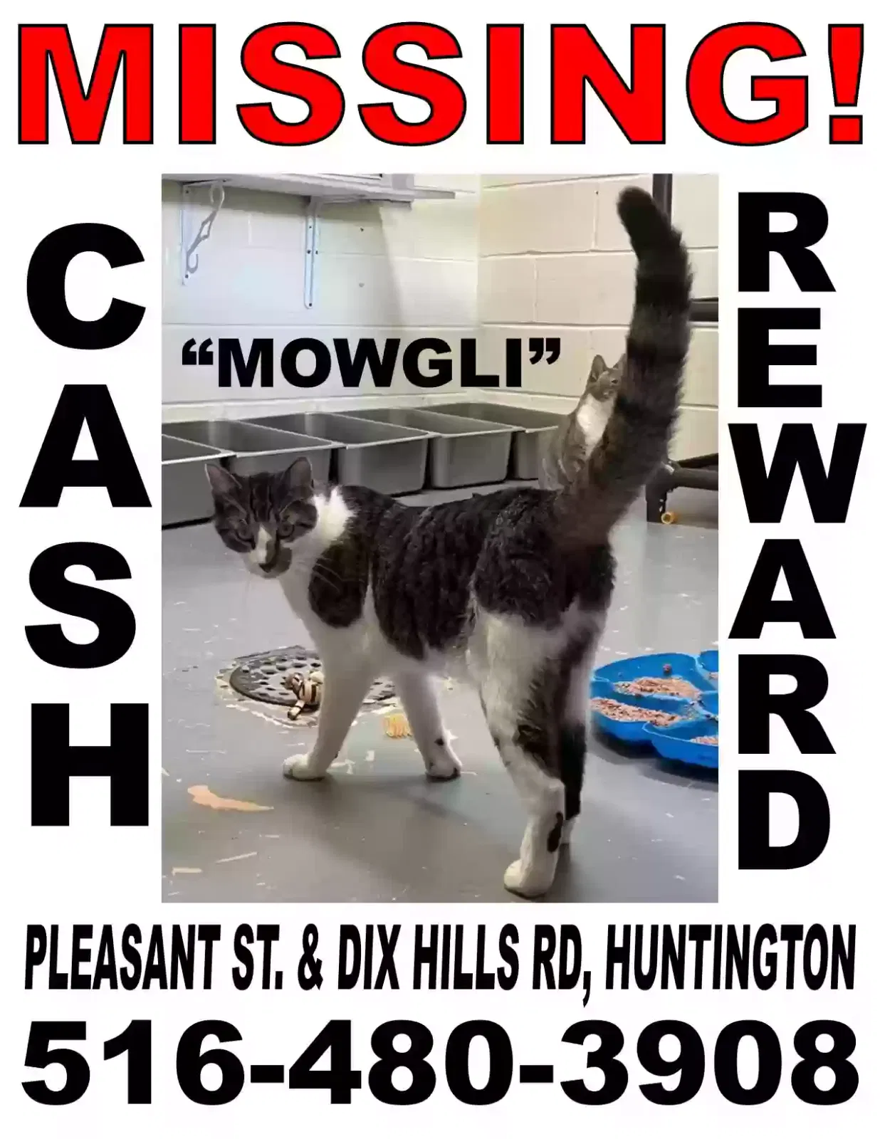 Lost cat in Huntington, NY, 11743