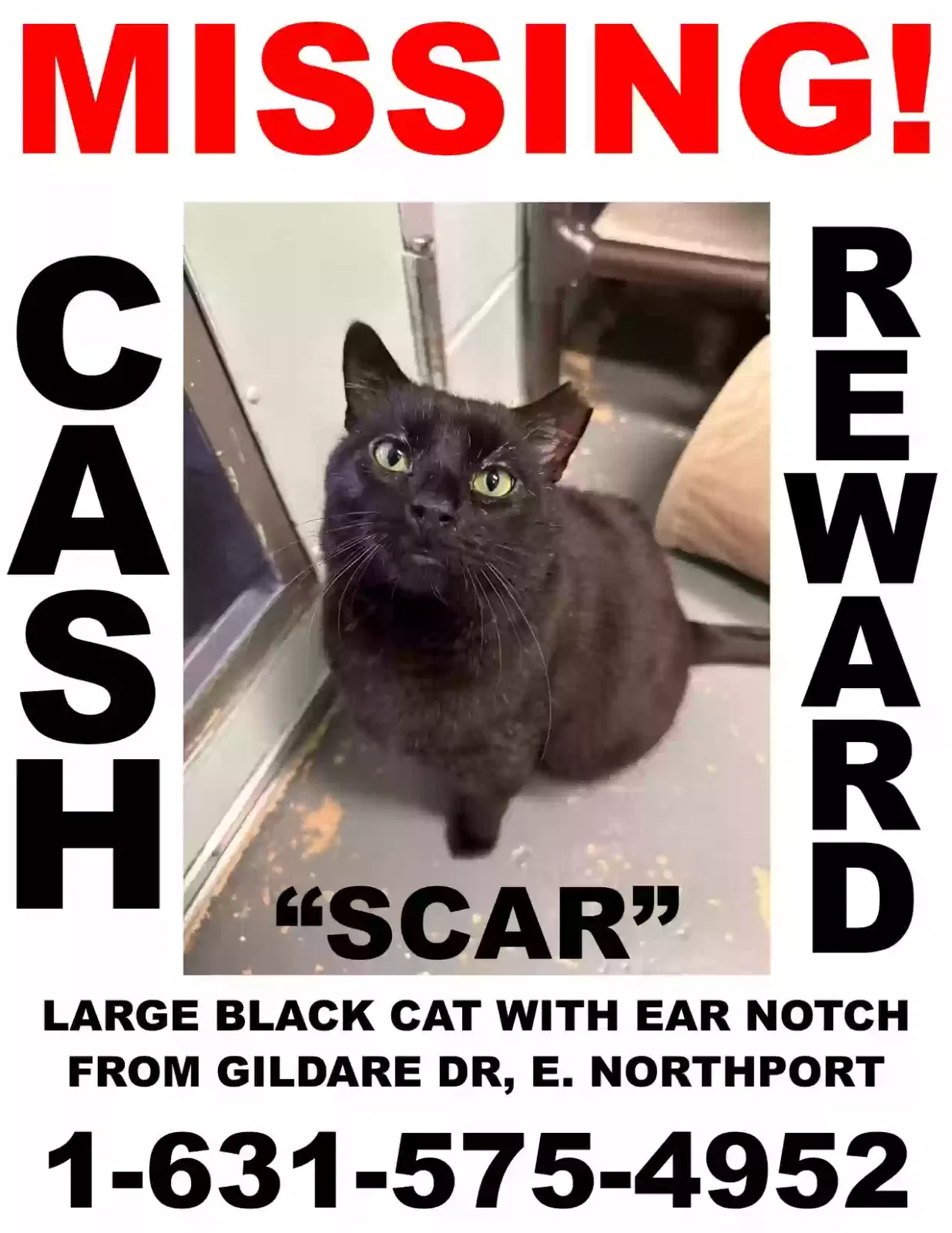 Lost cat in East Northport, NY, 11731