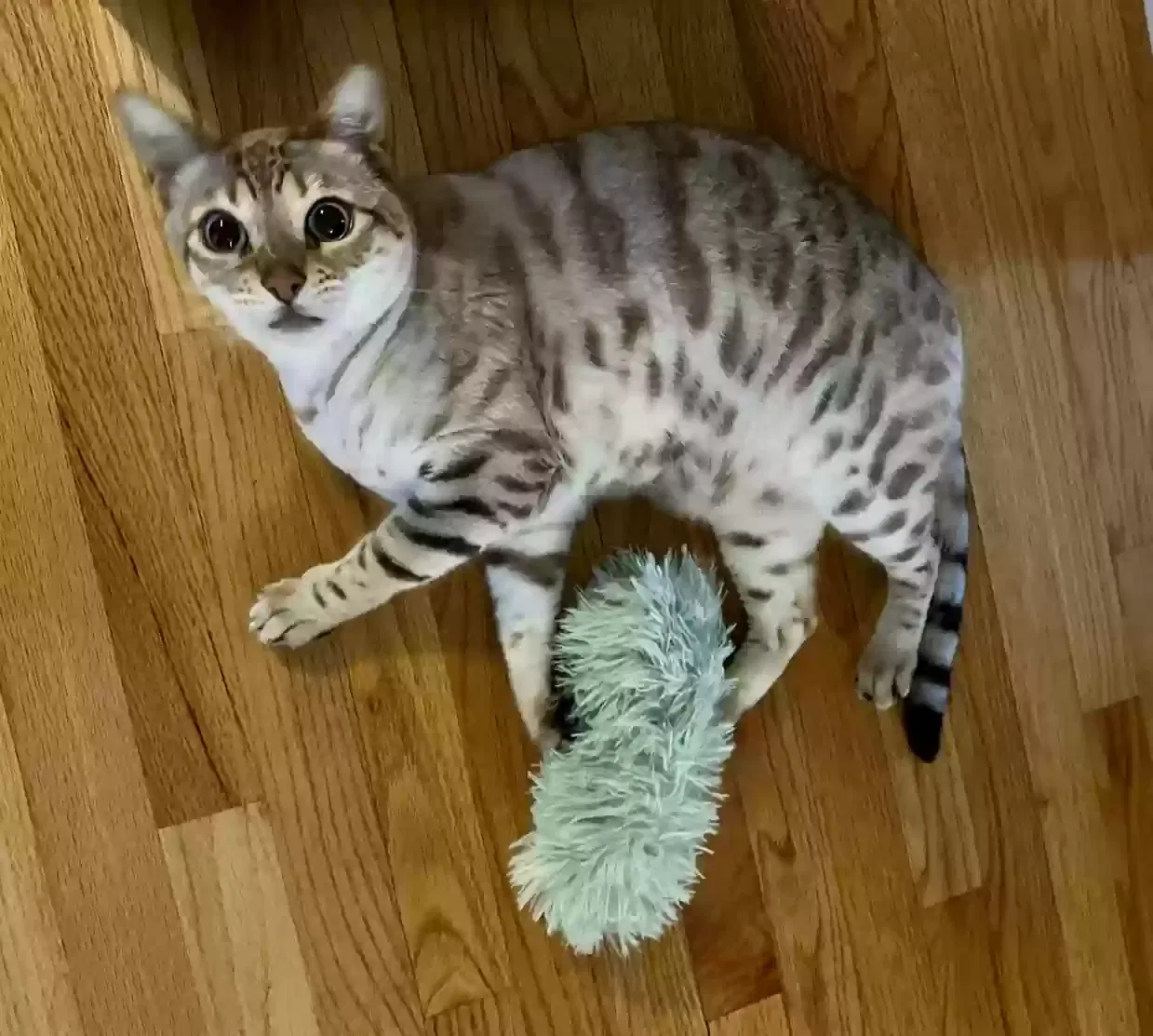 Lost cat in Windham, NH, 3087