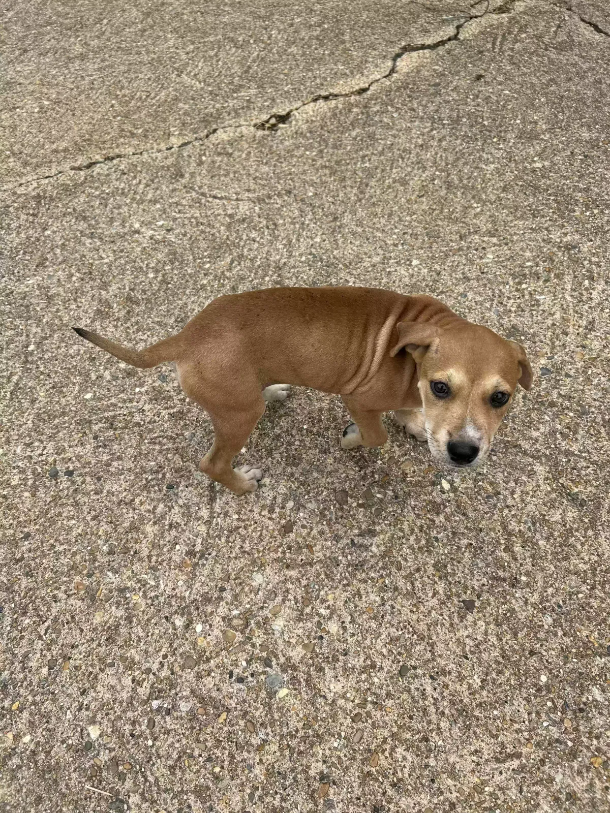 Found dog in Shreveport, LA, 71108