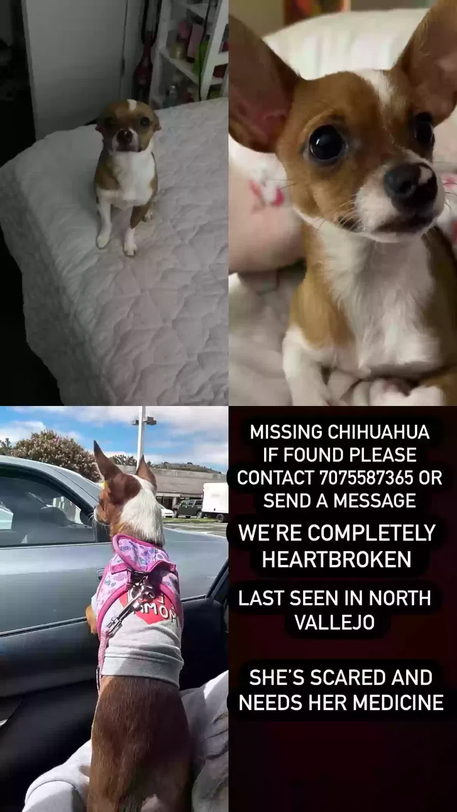 Lost dog in Vallejo, CA, 94589