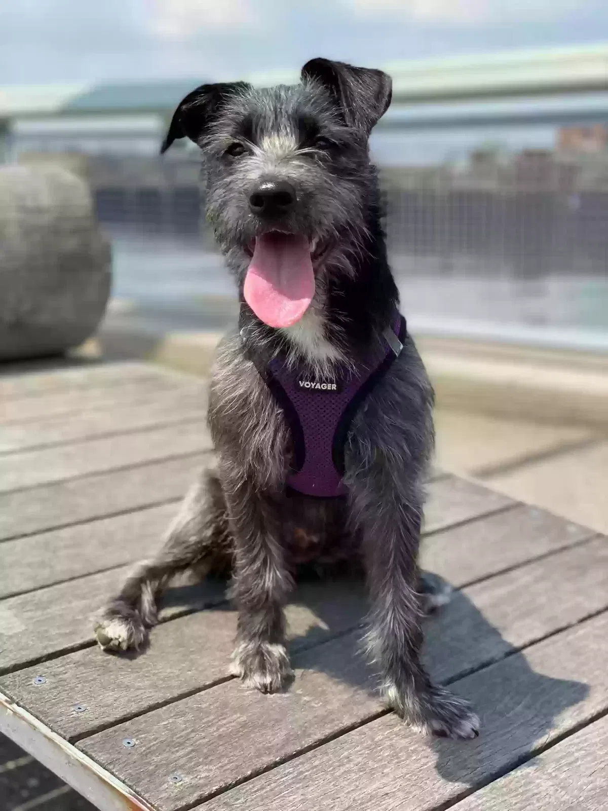 Lost dog in Brooklyn, NY, 11231
