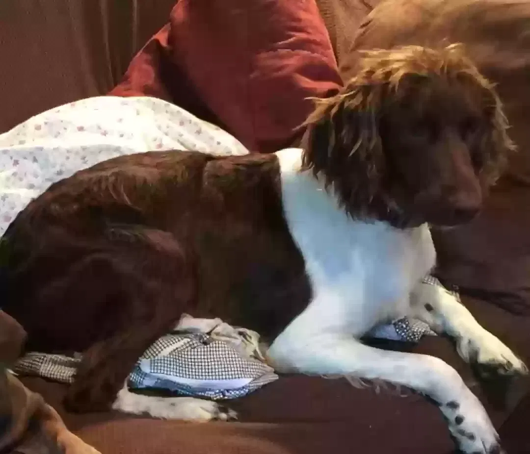 Lost dog in Lake Wales, FL, 33898