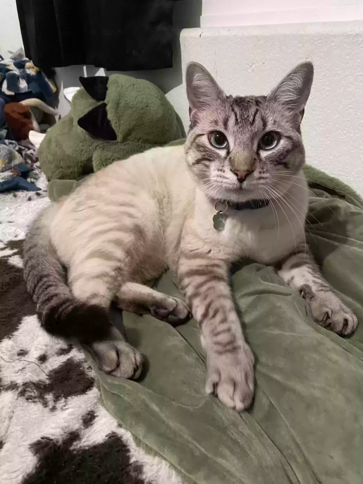 Lost cat in Vista, CA, 92084