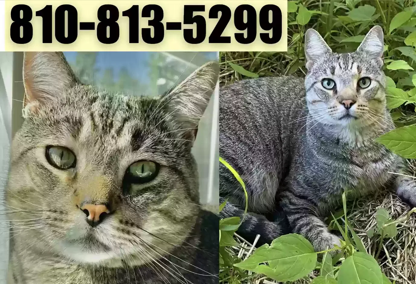 Lost cat in Grand Blanc, MI, 48439