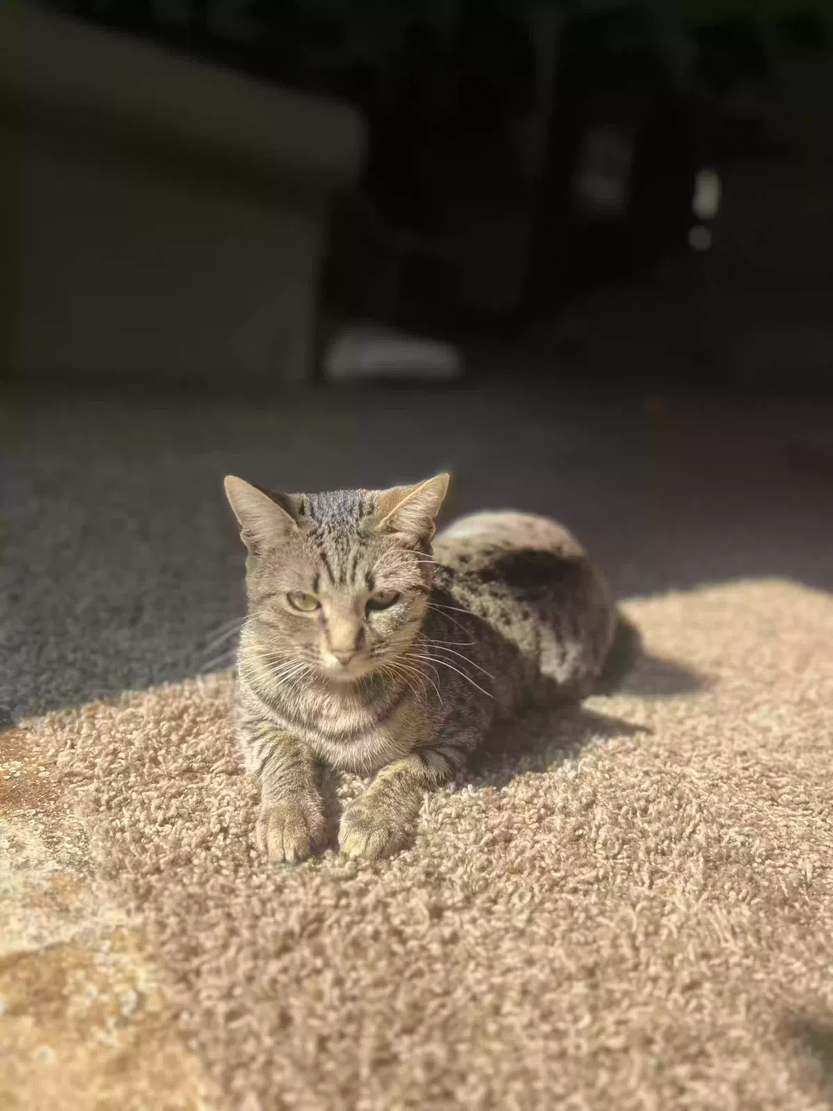 Lost cat in Port Orchard, WA, 98367