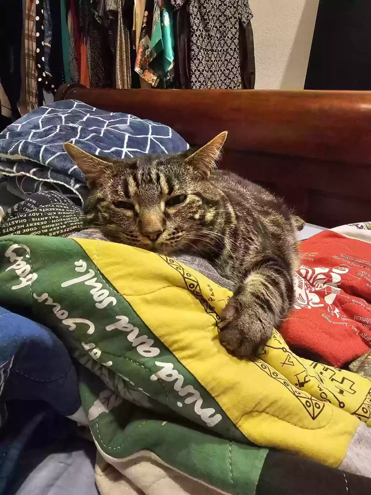 Lost cat in Fort Worth, TX, 76137