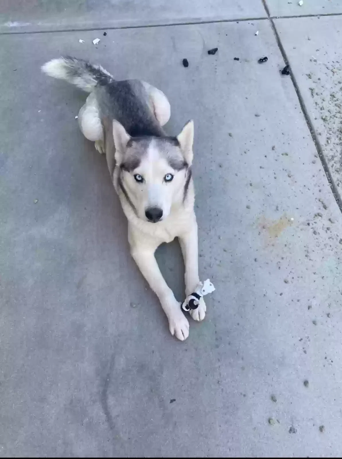 Lost dog in Moreno Valley, CA, 92553