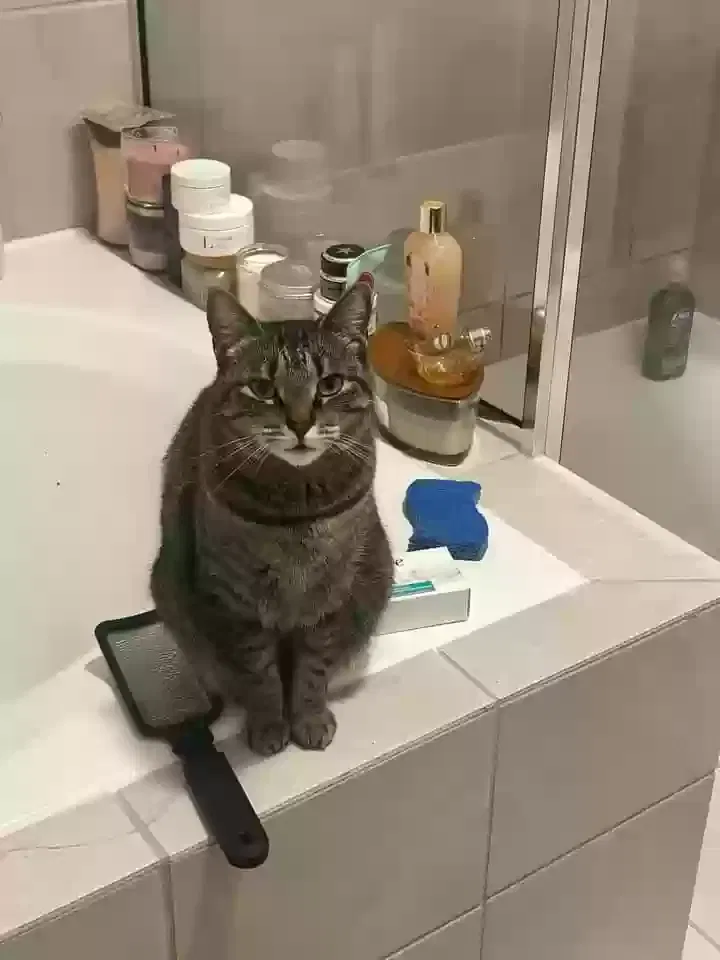 Lost cat in Baytown, TX, 77523