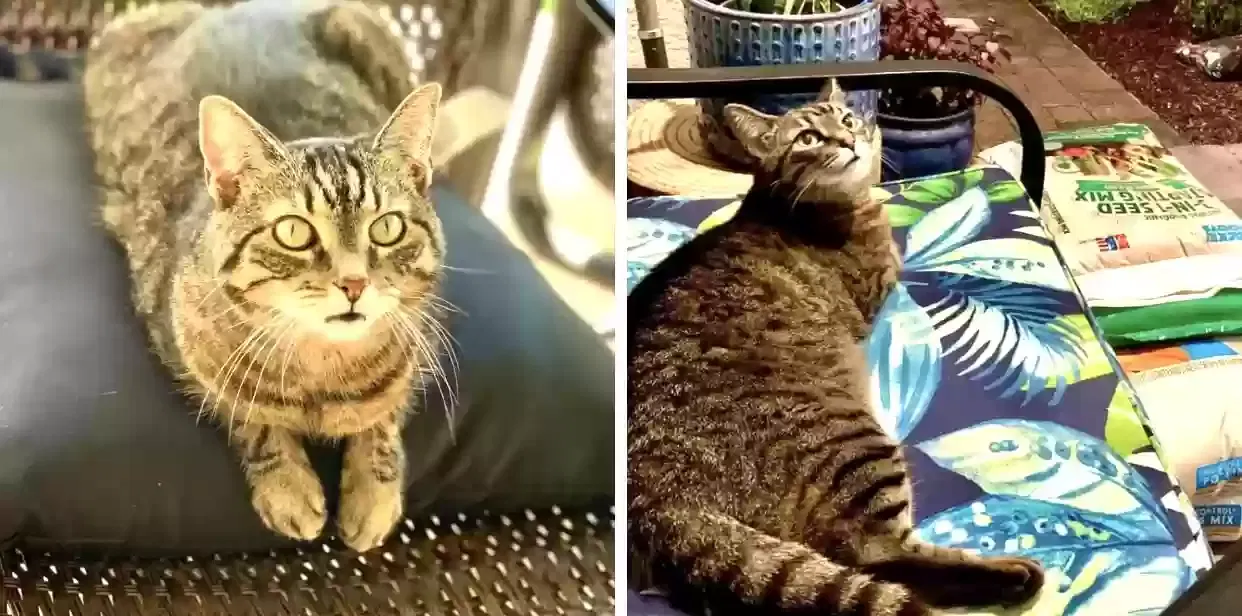 Lost cat in Winter Garden, FL, 34787