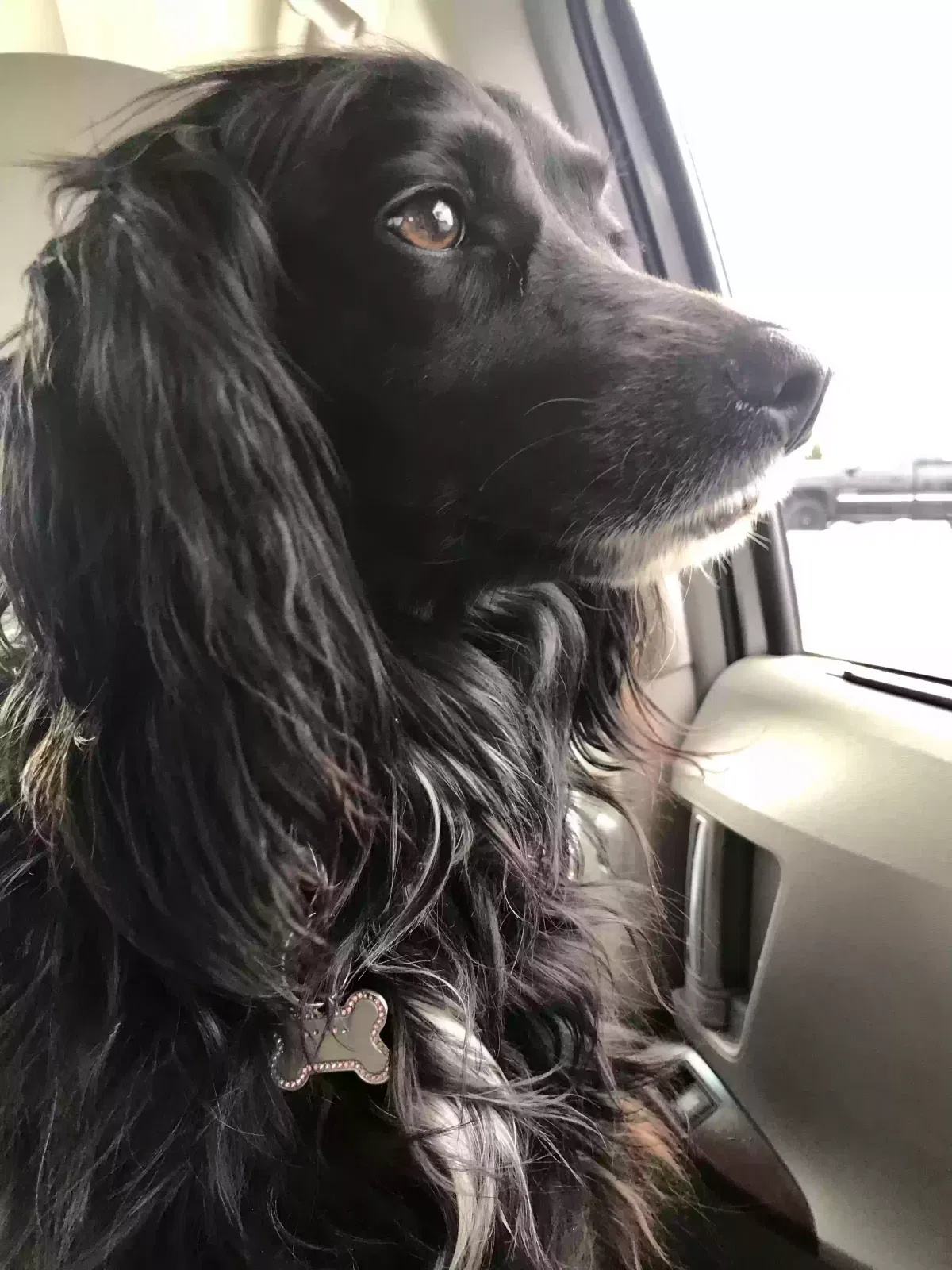 Lost dog in San Rafael, CA, 94901
