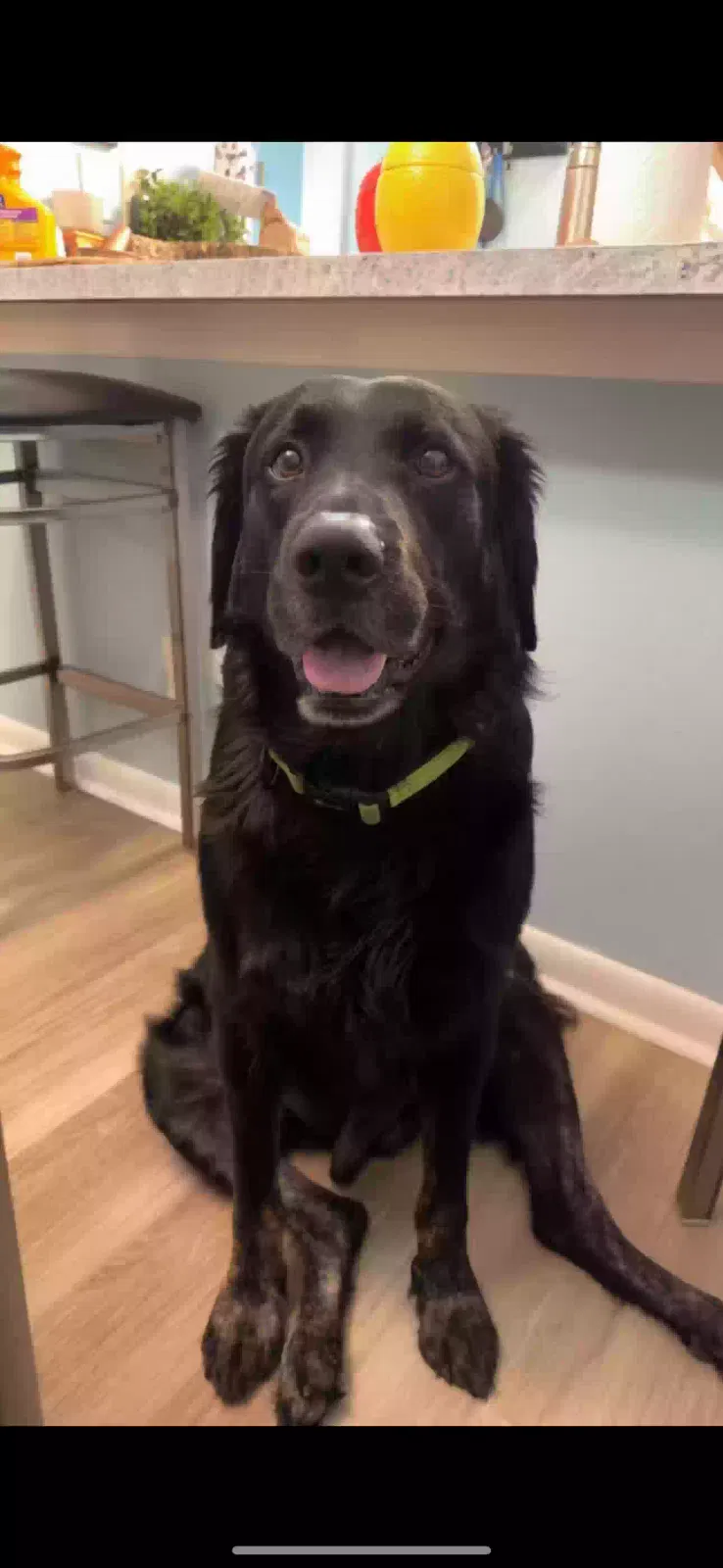 Lost dog in Saint Augustine, FL, 32086