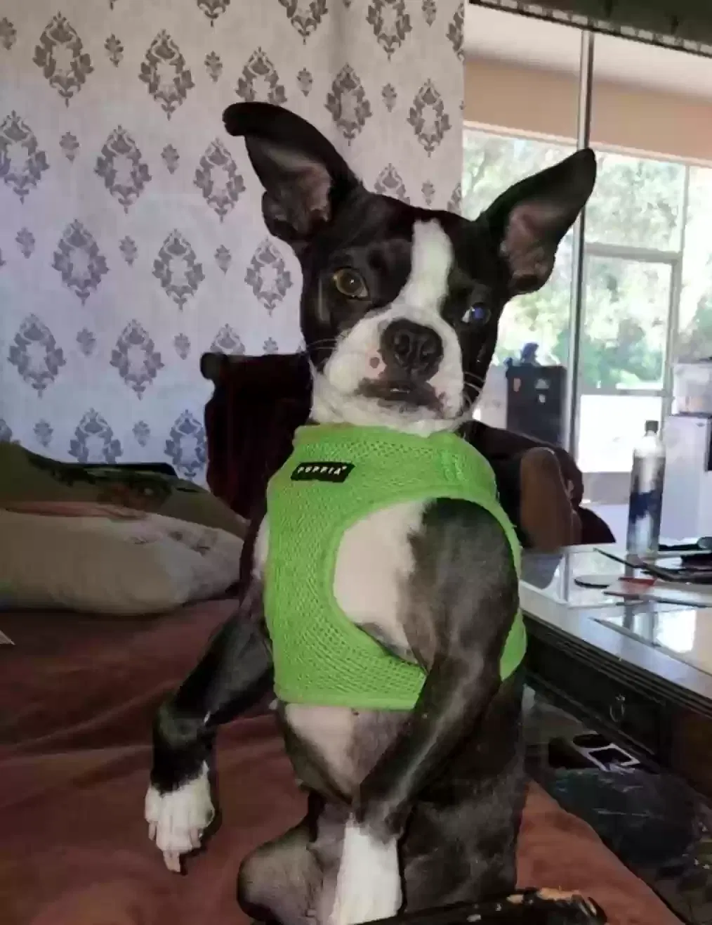 Lost dog in Parrish, FL, 34219