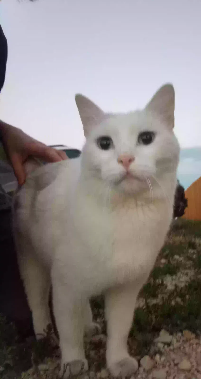 Found Cat
