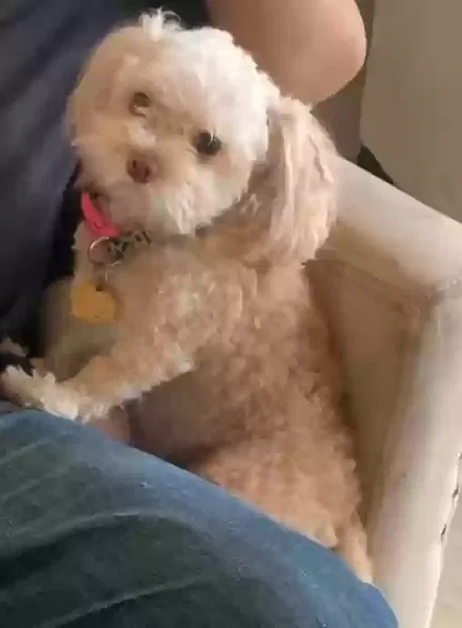 Lost dog in El Monte, CA, 91732