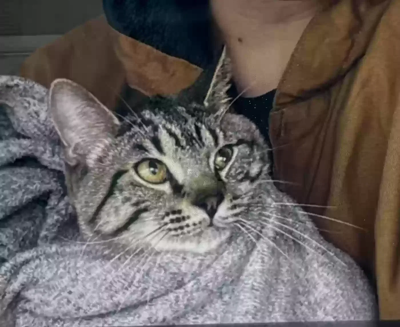 Lost cat in Englewood, FL, 34223