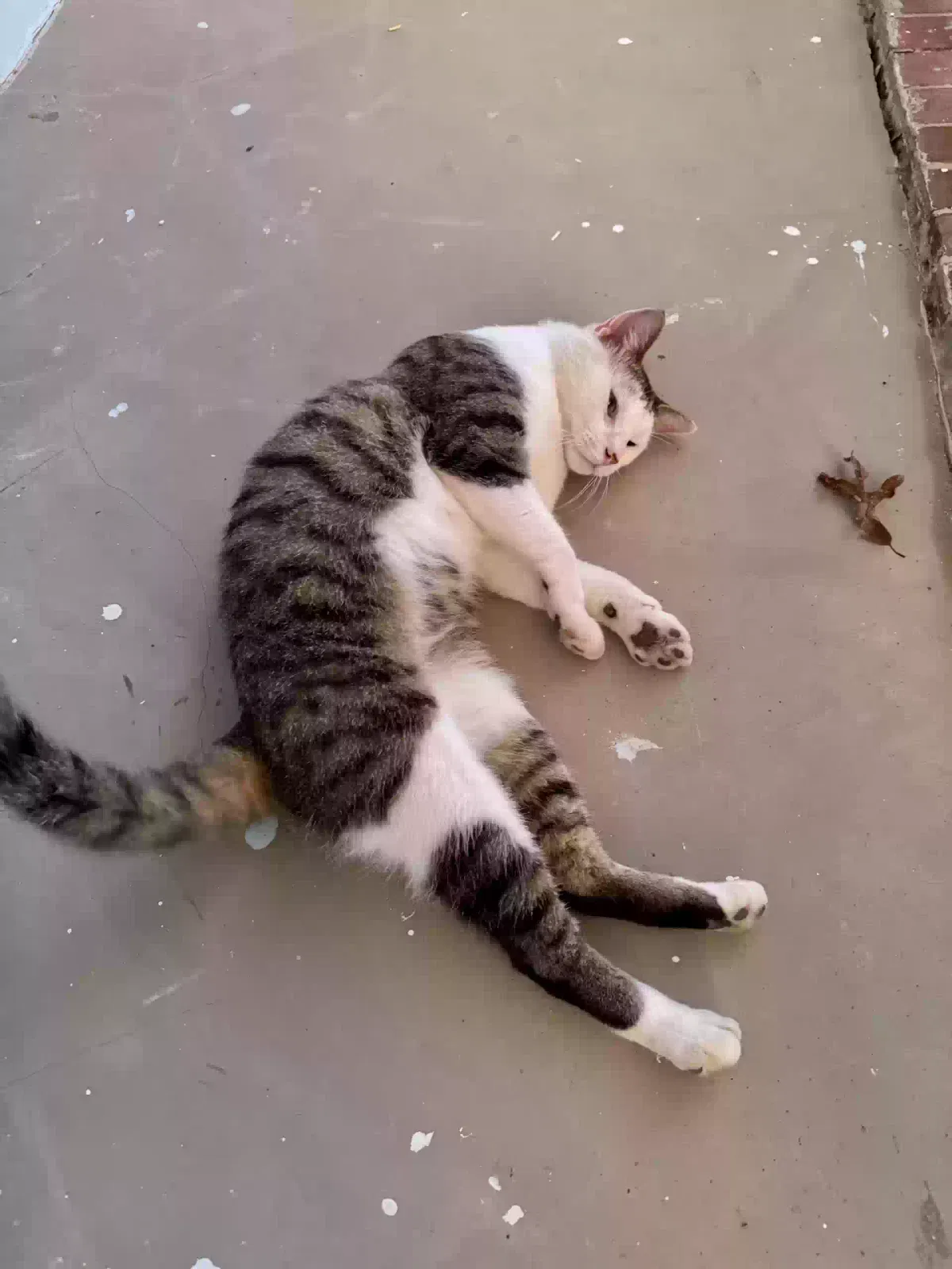 Found cat in Fredericksburg, VA, 22407