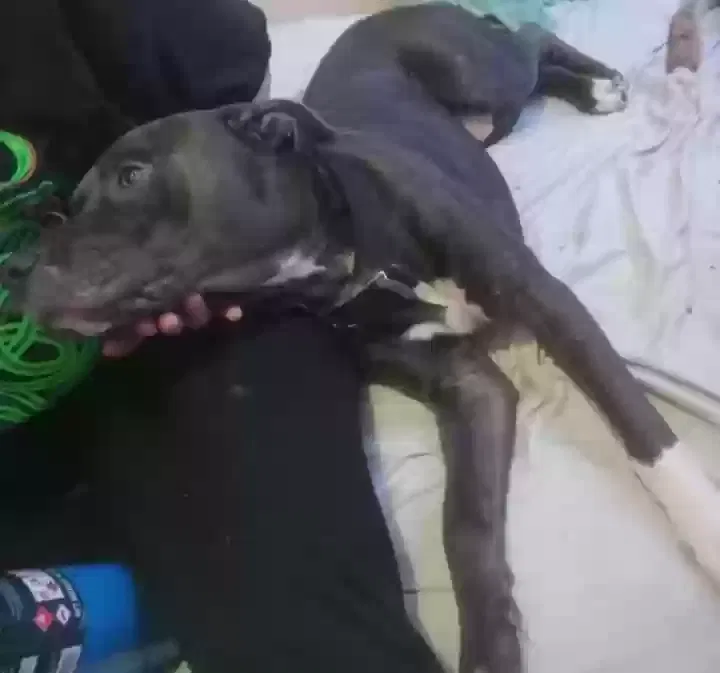 Lost dog in Garland, TX, 75043