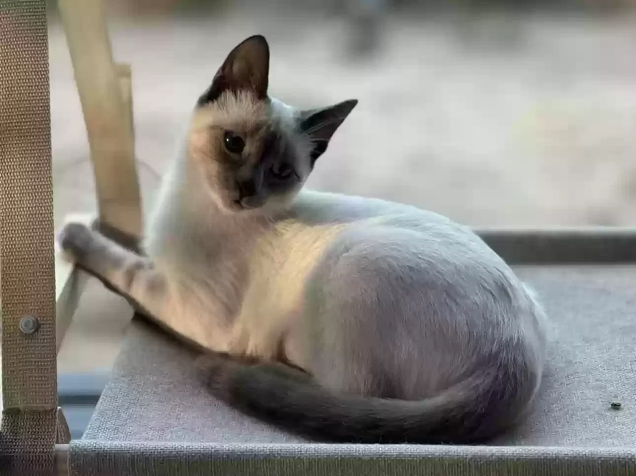 Lost cat in Spicewood, TX, 78669