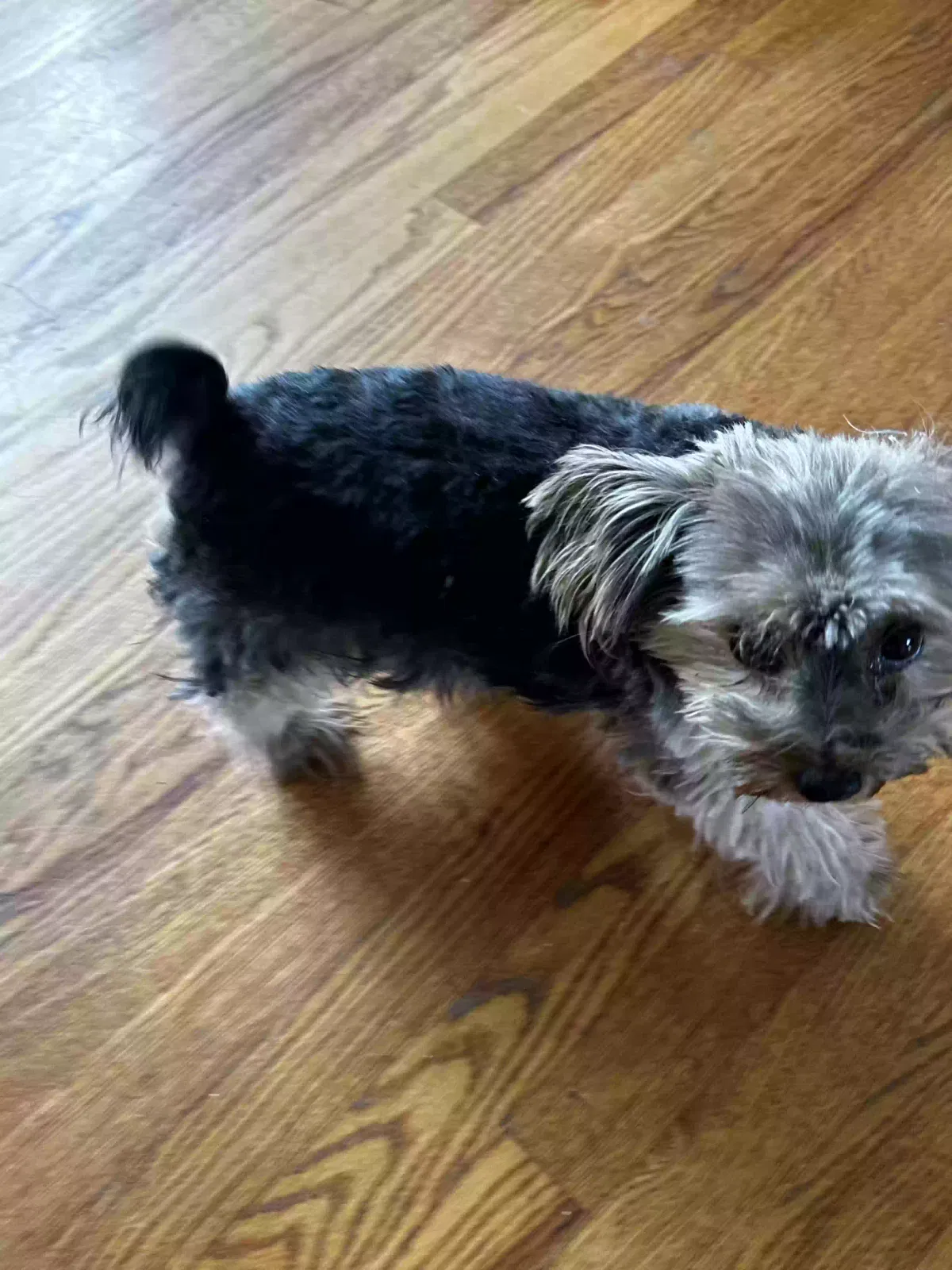 Lost dog in Temple Hills, MD, 20748