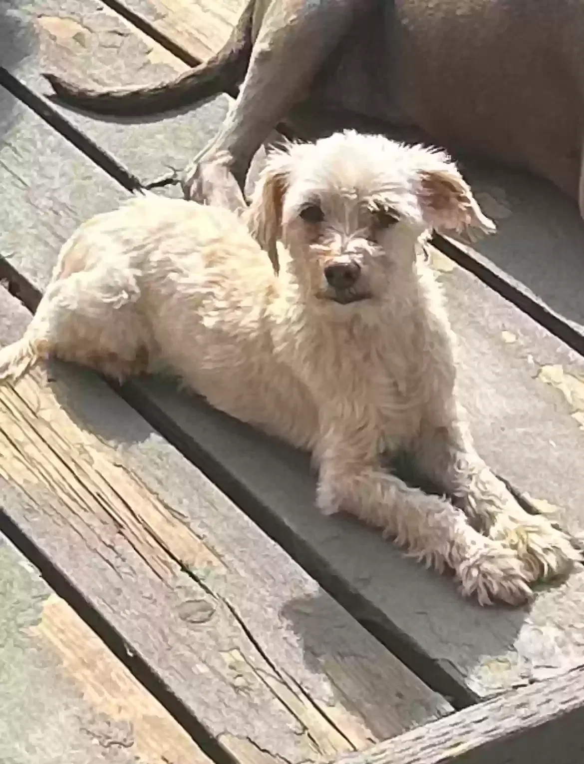 Lost dog in Gresham, OR, 97080