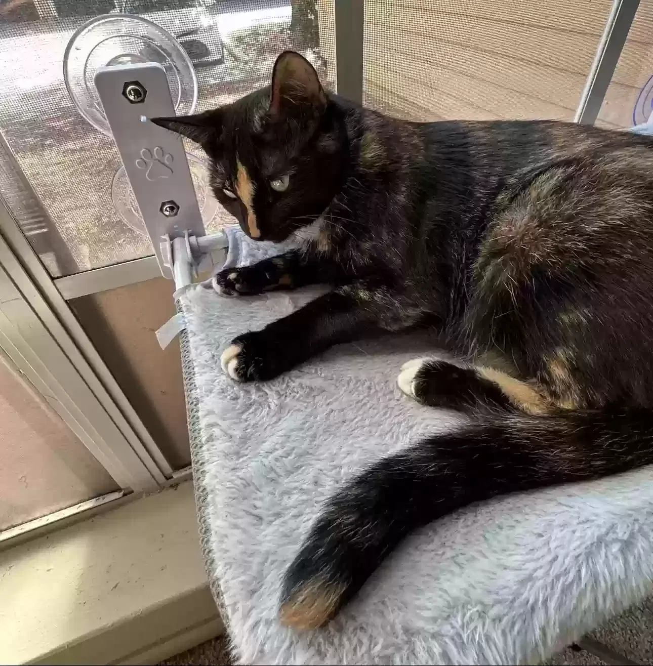 Lost cat in Metairie, LA, 70001