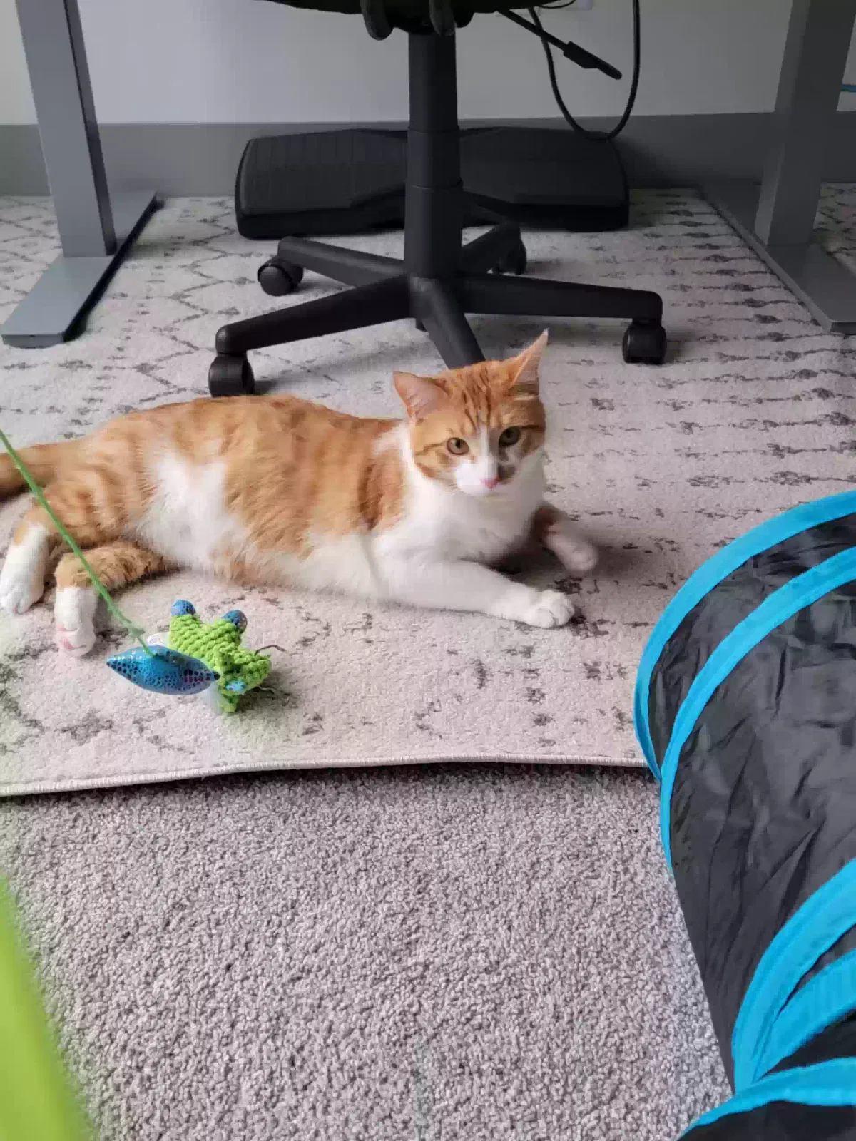 Lost cat in Cincinnati, OH, 45226